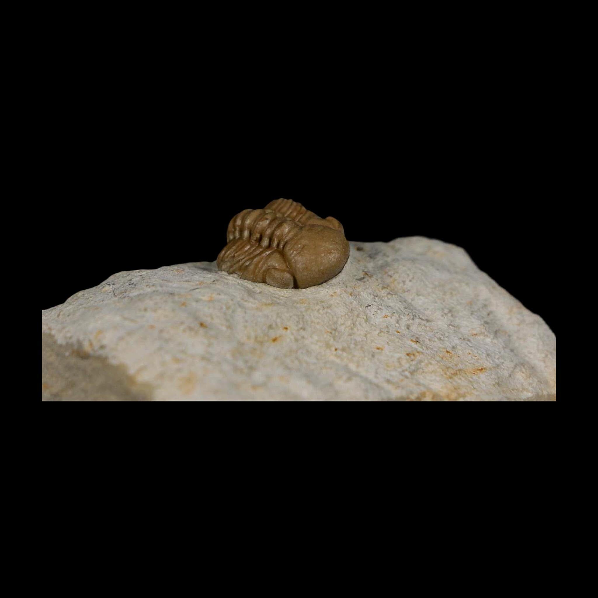 0.8" Kainops Raymodi Trilobite Fossil In Matrix Compound eyes Black Cat Mountain OK - Fossil Age Minerals