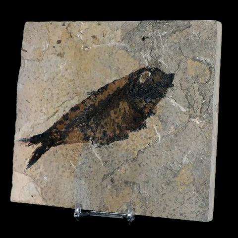 XXL 5.2" Knightia Eocaena Fossil Fish Green River FM WY Eocene Age COA & Stand - Fossil Age Minerals