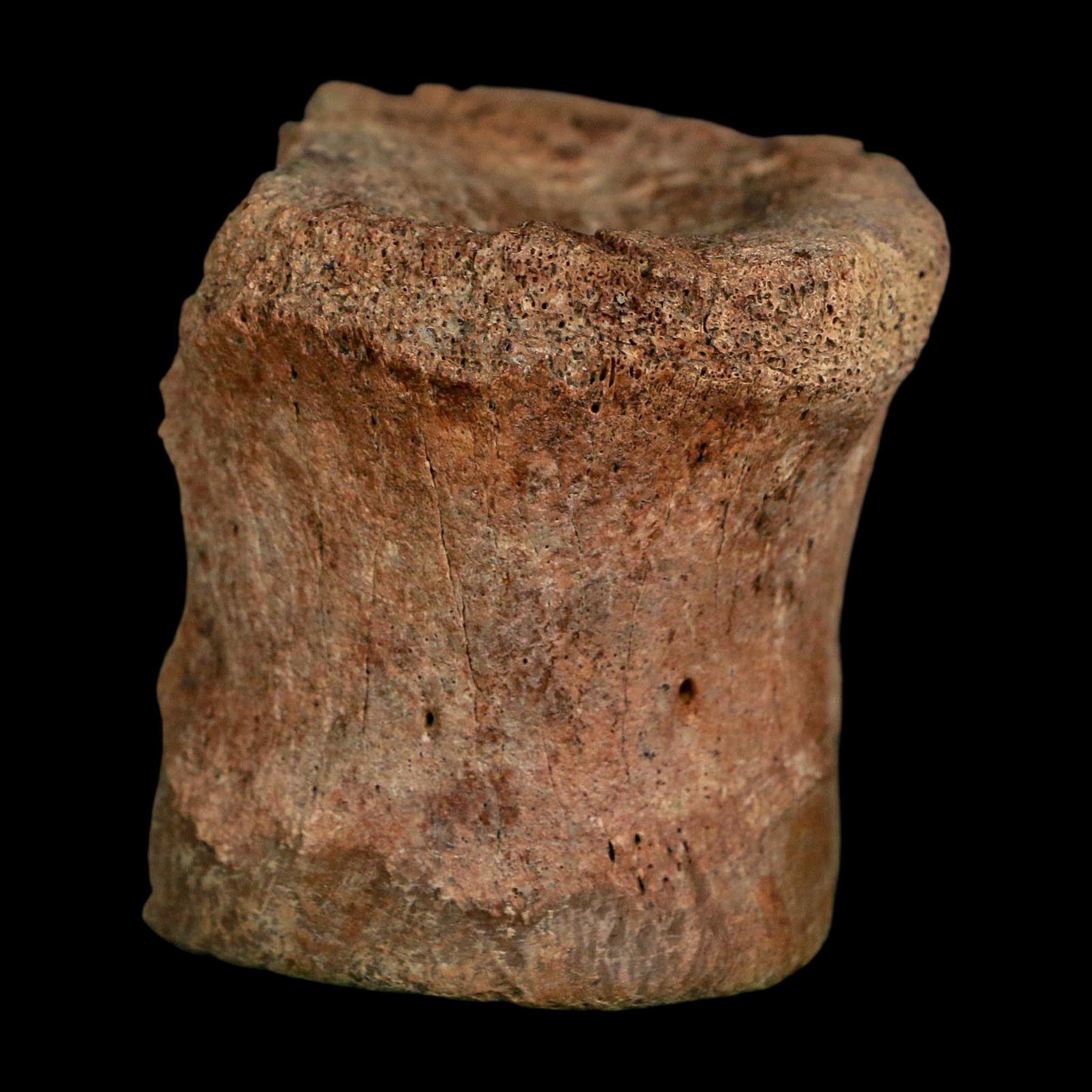 2.1" Brachylophosaurus Fossil Vertebrae Cretaceous Dinosaur Judith River FM MT COA