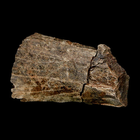 2.3" Dromaeosaurus Raptor Fossil Rib Bone Cretaceous Dinosaur Hell Creek MT COA Stand