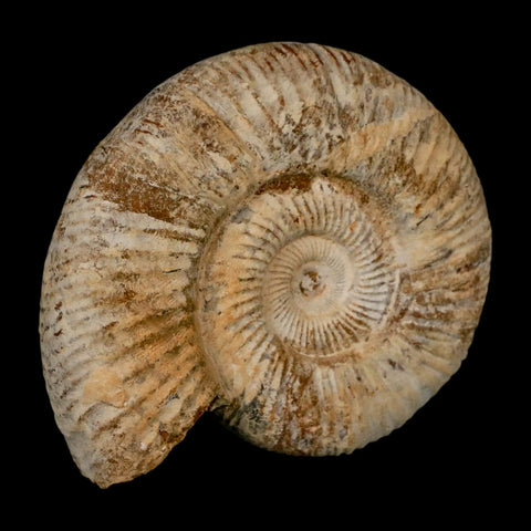 90MM Perisphinctes Ammonite Fossil Nautilus Madagascar Jurassic Age COA - Fossil Age Minerals