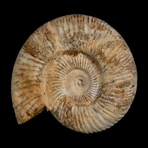 90MM Perisphinctes Ammonite Fossil Nautilus Madagascar Jurassic Age COA - Fossil Age Minerals