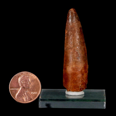 1.9" Spinosaurus Fossil Tooth 100 Million Years Old Cretaceous Dinosaur COA Stand
