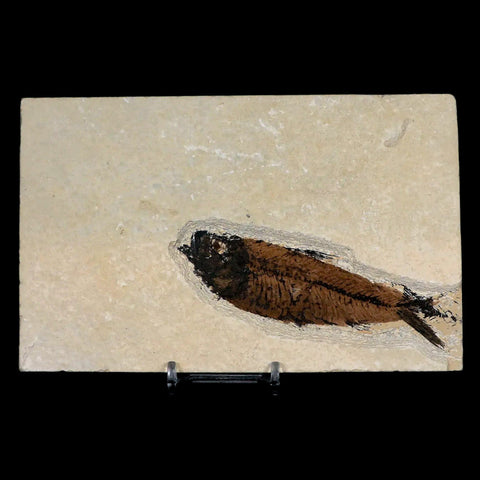 XL 4.3" Knightia Eocaena Fossil Fish Green River FM WY Eocene Age COA & Stand - Fossil Age Minerals
