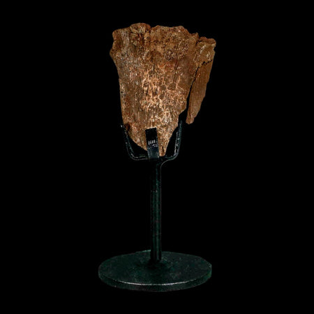 2.3" Dromaeosaurus Raptor Fossil Metatarsal Bone Cretaceous Dinosaur Hell Creek MT COA