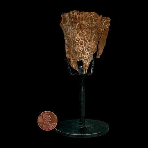 2.3" Dromaeosaurus Raptor Fossil Metatarsal Bone Cretaceous Dinosaur Hell Creek MT COA