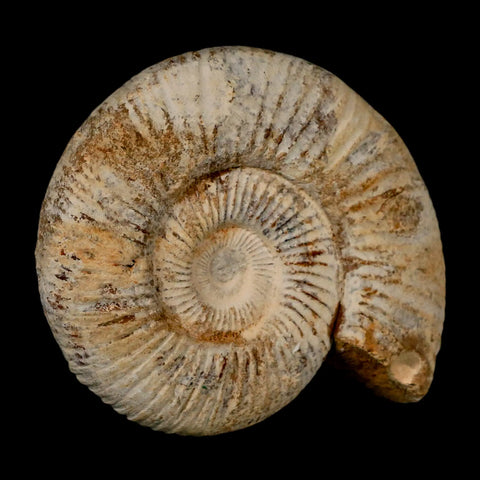 90MM Perisphinctes Ammonite Fossil Nautilus Madagascar Jurassic Age COA - Fossil Age Minerals