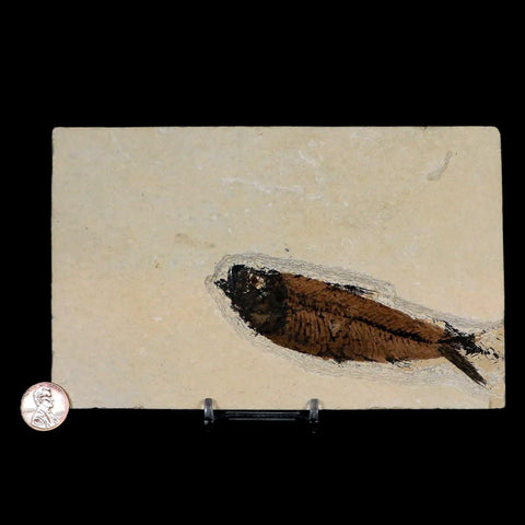 XL 4.3" Knightia Eocaena Fossil Fish Green River FM WY Eocene Age COA & Stand - Fossil Age Minerals