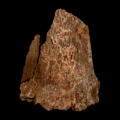 2.3" Dromaeosaurus Raptor Fossil Metatarsal Bone Cretaceous Dinosaur Hell Creek MT COA