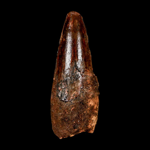 1.8" Spinosaurus Fossil Tooth 100 Million Years Old Cretaceous Dinosaur COA Stand