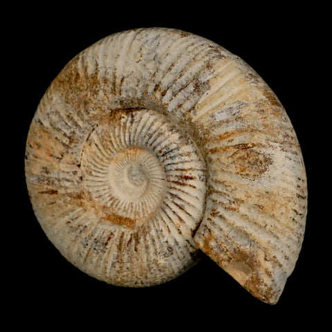 90MM Perisphinctes Ammonite Fossil Nautilus Madagascar Jurassic Age COA - Fossil Age Minerals
