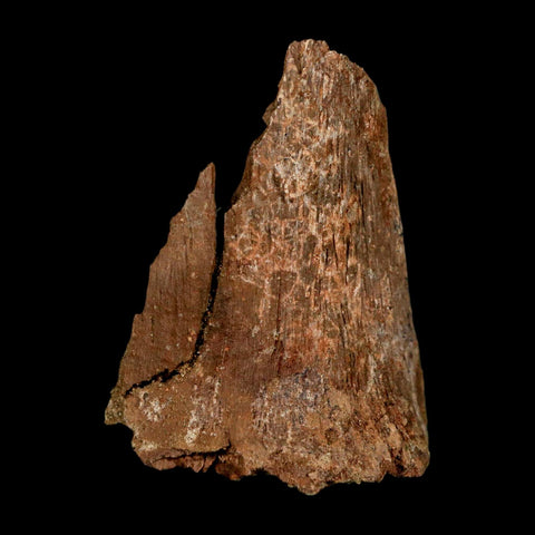 2.3" Dromaeosaurus Raptor Fossil Metatarsal Bone Cretaceous Dinosaur Hell Creek MT COA