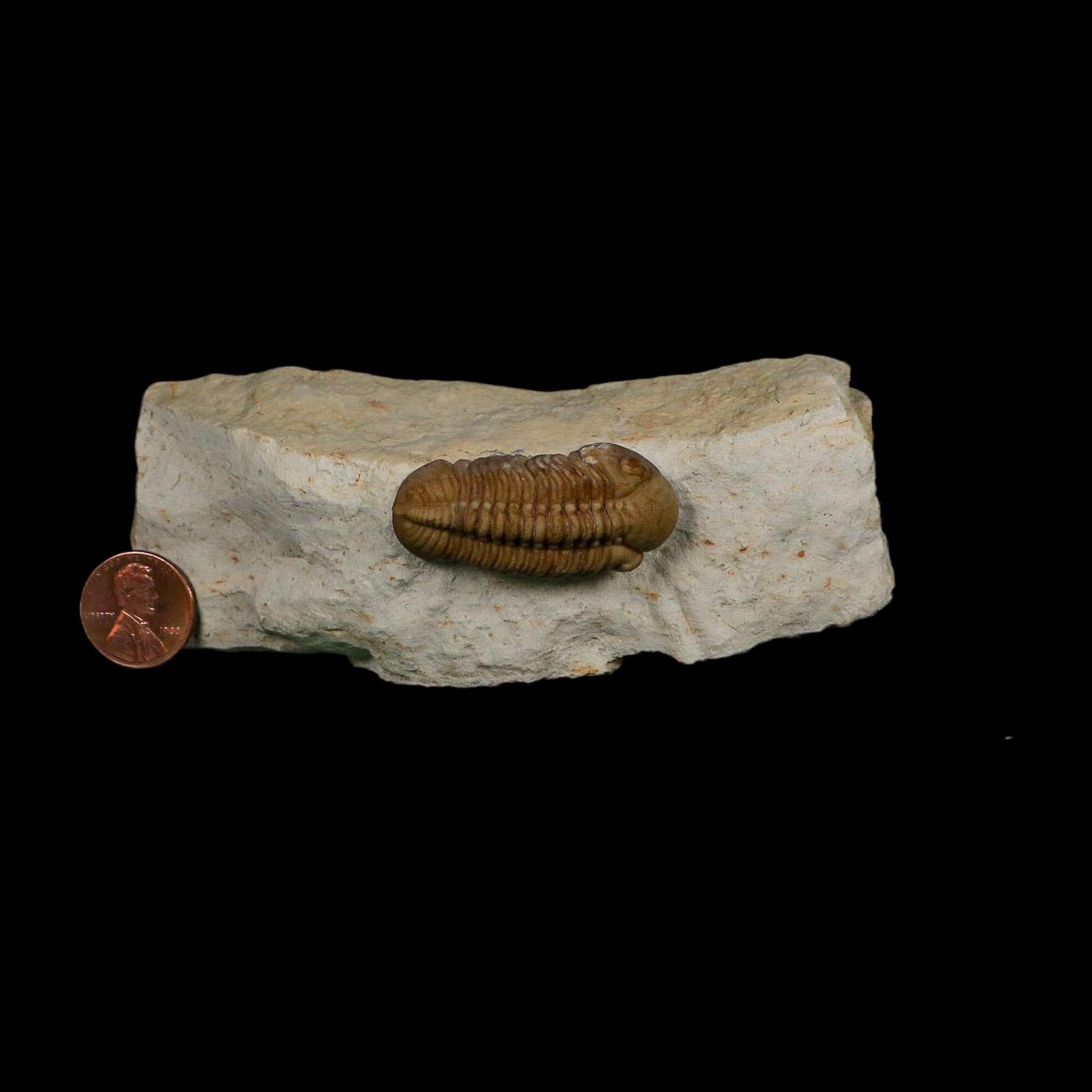 1.7" Kainops Raymodi Trilobite Fossil In Matrix Compound eyes Black Cat Mountain OK - Fossil Age Minerals
