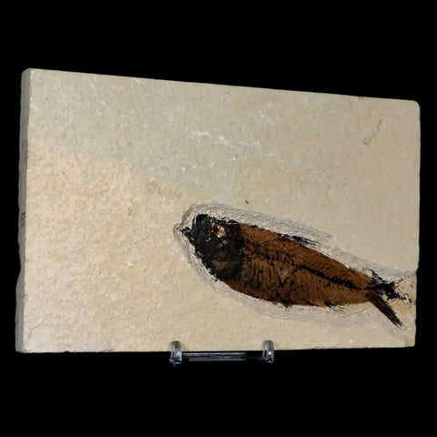 XL 4.3" Knightia Eocaena Fossil Fish Green River FM WY Eocene Age COA & Stand - Fossil Age Minerals