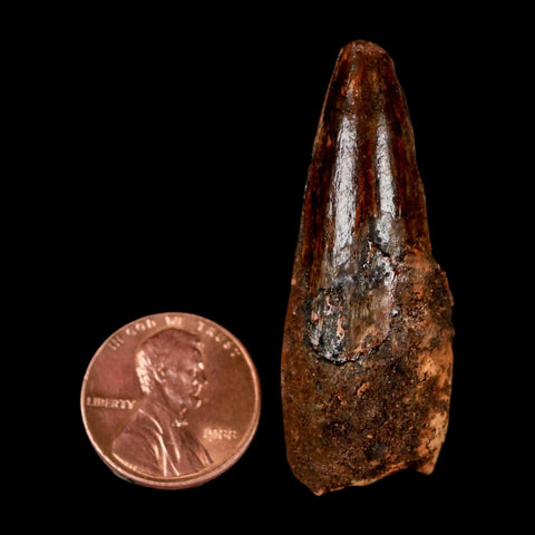 1.8" Spinosaurus Fossil Tooth 100 Million Years Old Cretaceous Dinosaur COA Stand
