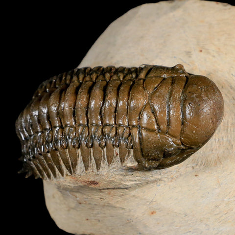 2.8" Crotalocephalus Gibbus Trilobite Fossil Morocco Devonian Age 400 Mil Yrs Old - Fossil Age Minerals