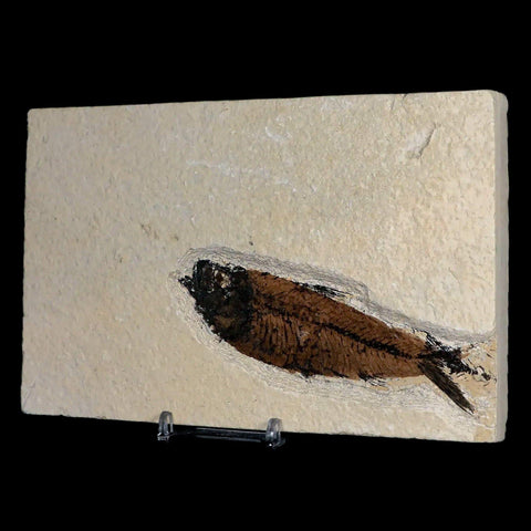 XL 4.3" Knightia Eocaena Fossil Fish Green River FM WY Eocene Age COA & Stand - Fossil Age Minerals