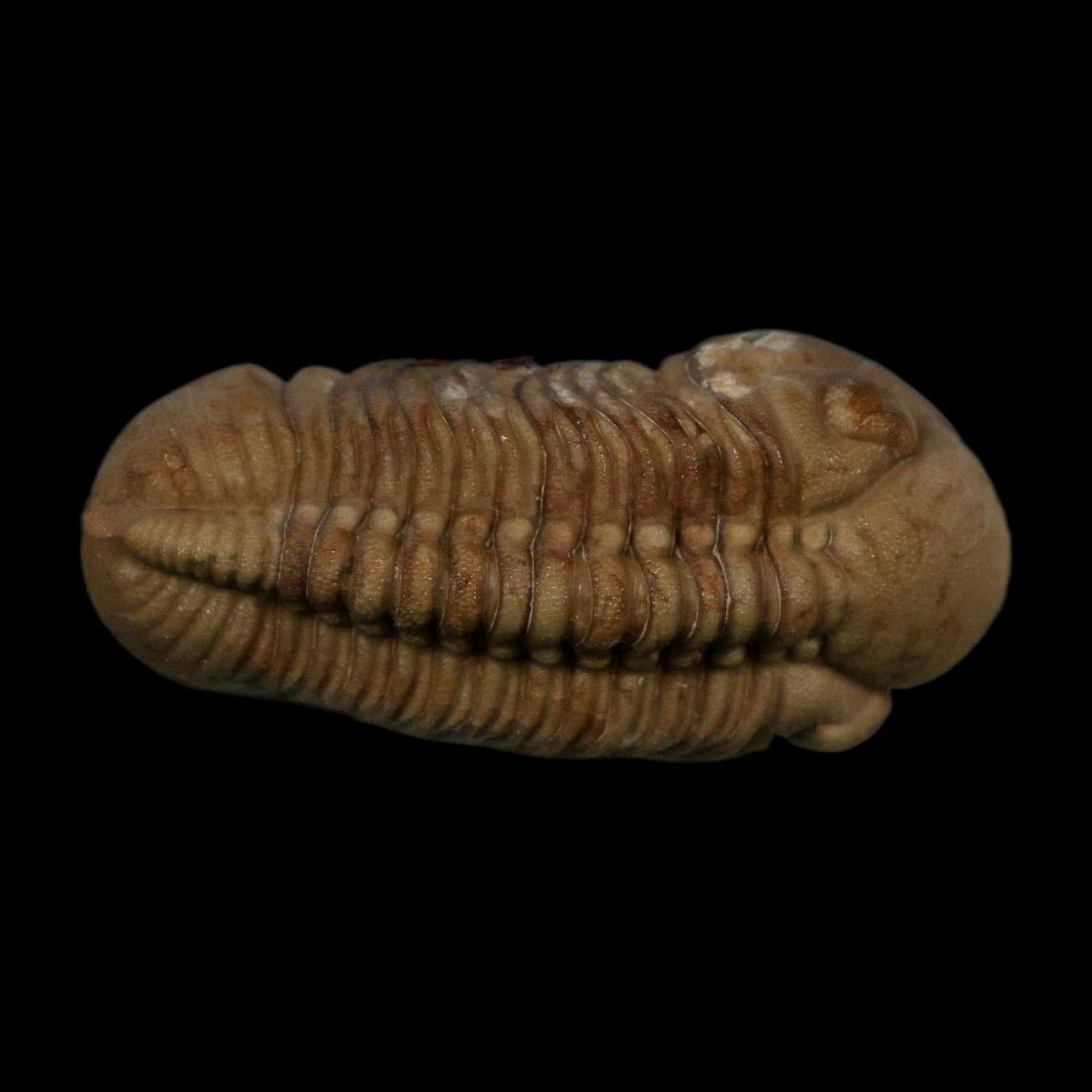 1.7" Kainops Raymodi Trilobite Fossil In Matrix Compound eyes Black Cat Mountain OK - Fossil Age Minerals