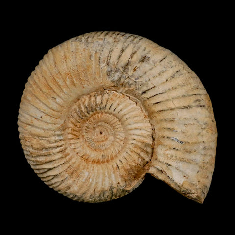 87MM Perisphinctes Ammonite Fossil Nautilus Madagascar Jurassic Age COA - Fossil Age Minerals