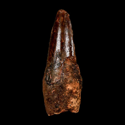 1.8" Spinosaurus Fossil Tooth 100 Million Years Old Cretaceous Dinosaur COA Stand