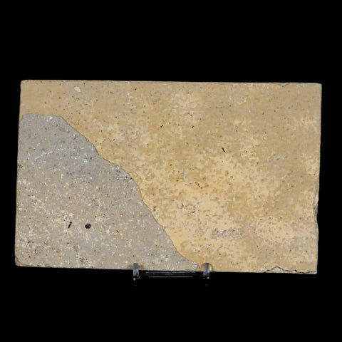 XL 4.3" Knightia Eocaena Fossil Fish Green River FM WY Eocene Age COA & Stand - Fossil Age Minerals