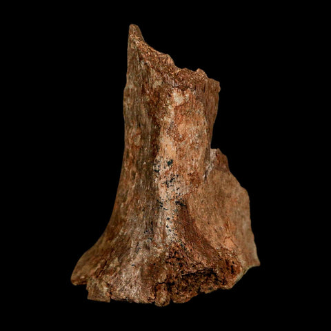 2.3" Dromaeosaurus Raptor Fossil Metatarsal Bone Cretaceous Dinosaur Hell Creek MT COA