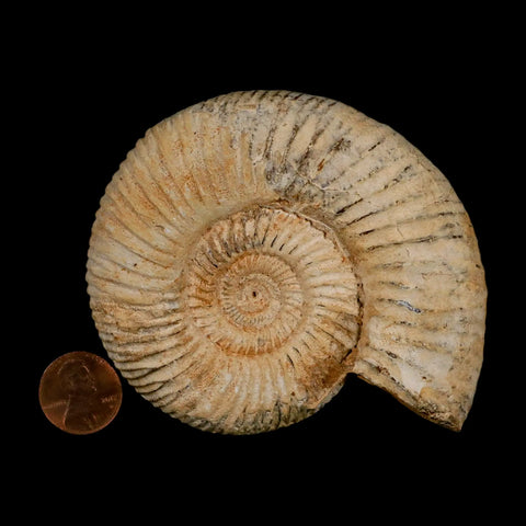 87MM Perisphinctes Ammonite Fossil Nautilus Madagascar Jurassic Age COA - Fossil Age Minerals