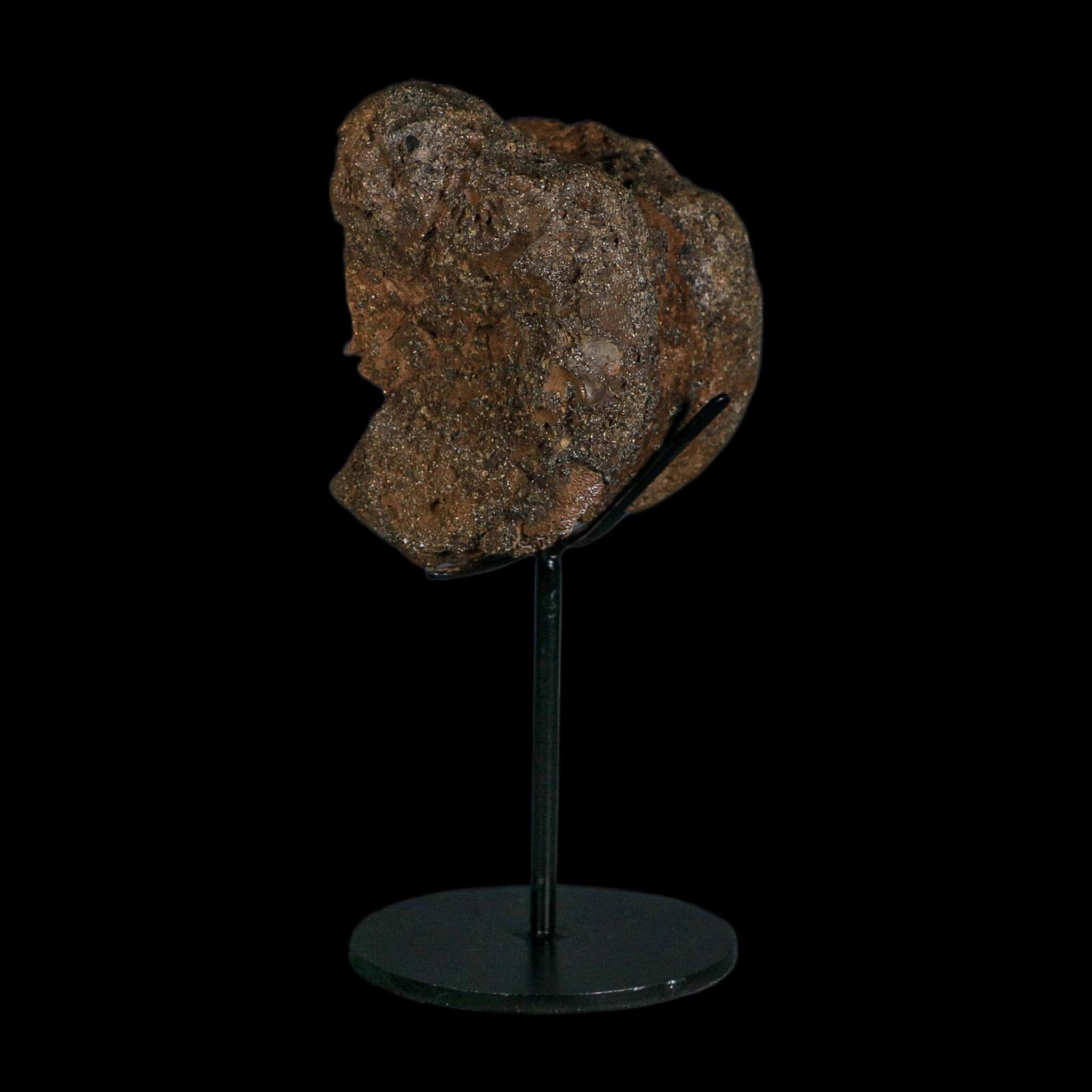 3.4" Edmontosaurus Fossil Vertebrae Hell Creek FM Cretaceous Dinosaur MT COA Stand