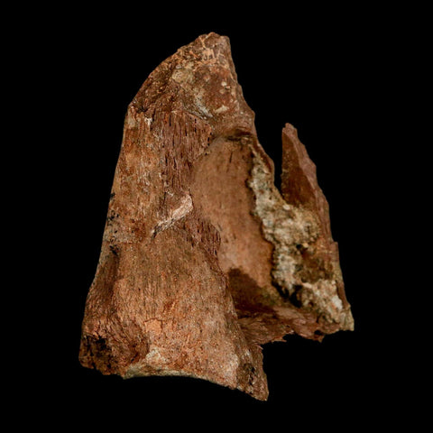 2.3" Dromaeosaurus Raptor Fossil Metatarsal Bone Cretaceous Dinosaur Hell Creek MT COA