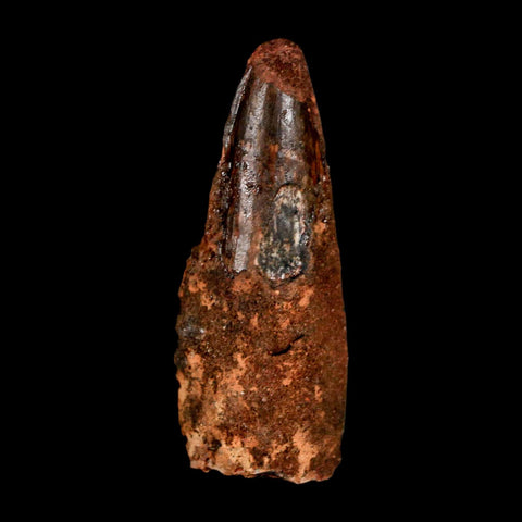 1.8" Spinosaurus Fossil Tooth 100 Million Years Old Cretaceous Dinosaur COA Stand