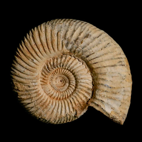 87MM Perisphinctes Ammonite Fossil Nautilus Madagascar Jurassic Age COA - Fossil Age Minerals