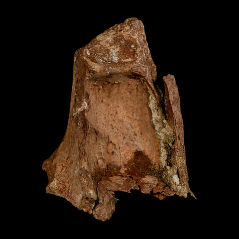 2.3" Dromaeosaurus Raptor Fossil Metatarsal Bone Cretaceous Dinosaur Hell Creek MT COA