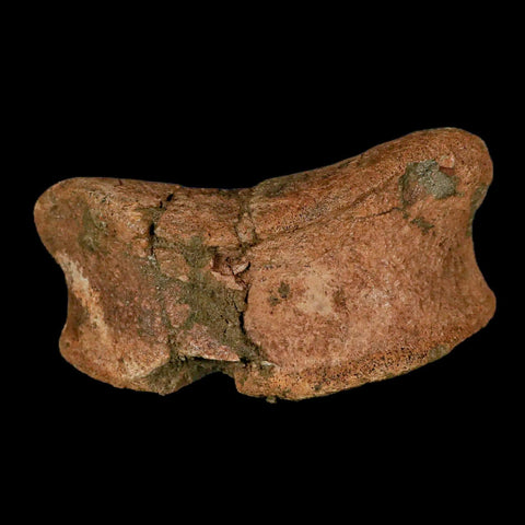 4.3" Edmontosaurus Fossil Toe Bone Lance Creek FM Cretaceous Dinosaur WY COA - Fossil Age Minerals