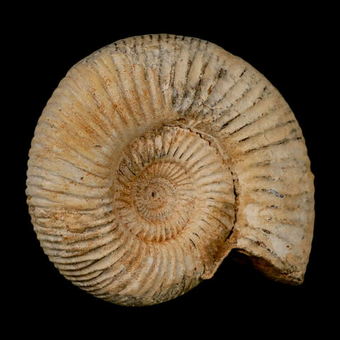 87MM Perisphinctes Ammonite Fossil Nautilus Madagascar Jurassic Age COA - Fossil Age Minerals