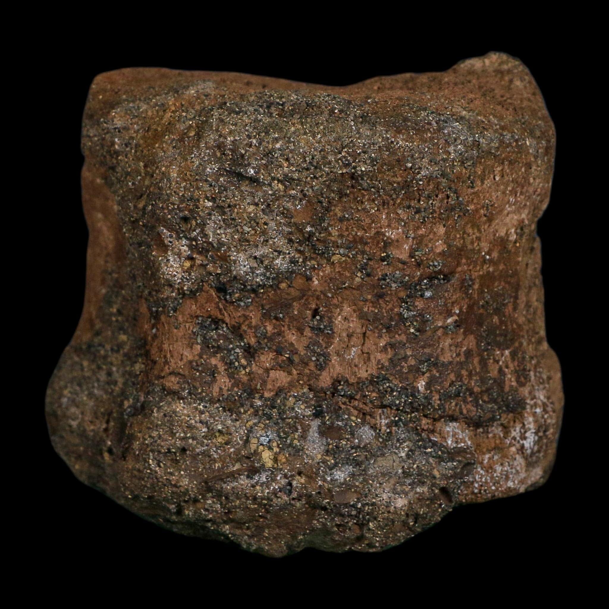3.4" Edmontosaurus Fossil Vertebrae Hell Creek FM Cretaceous Dinosaur MT COA Stand