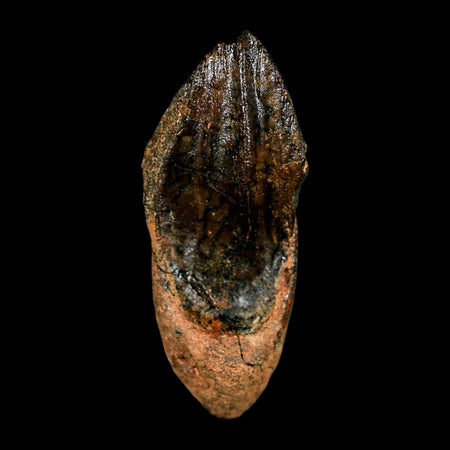 XXL 1.6" Triceratops Fossil Crown Tooth Hell Creek FM Cretaceous Dinosaur MT COA