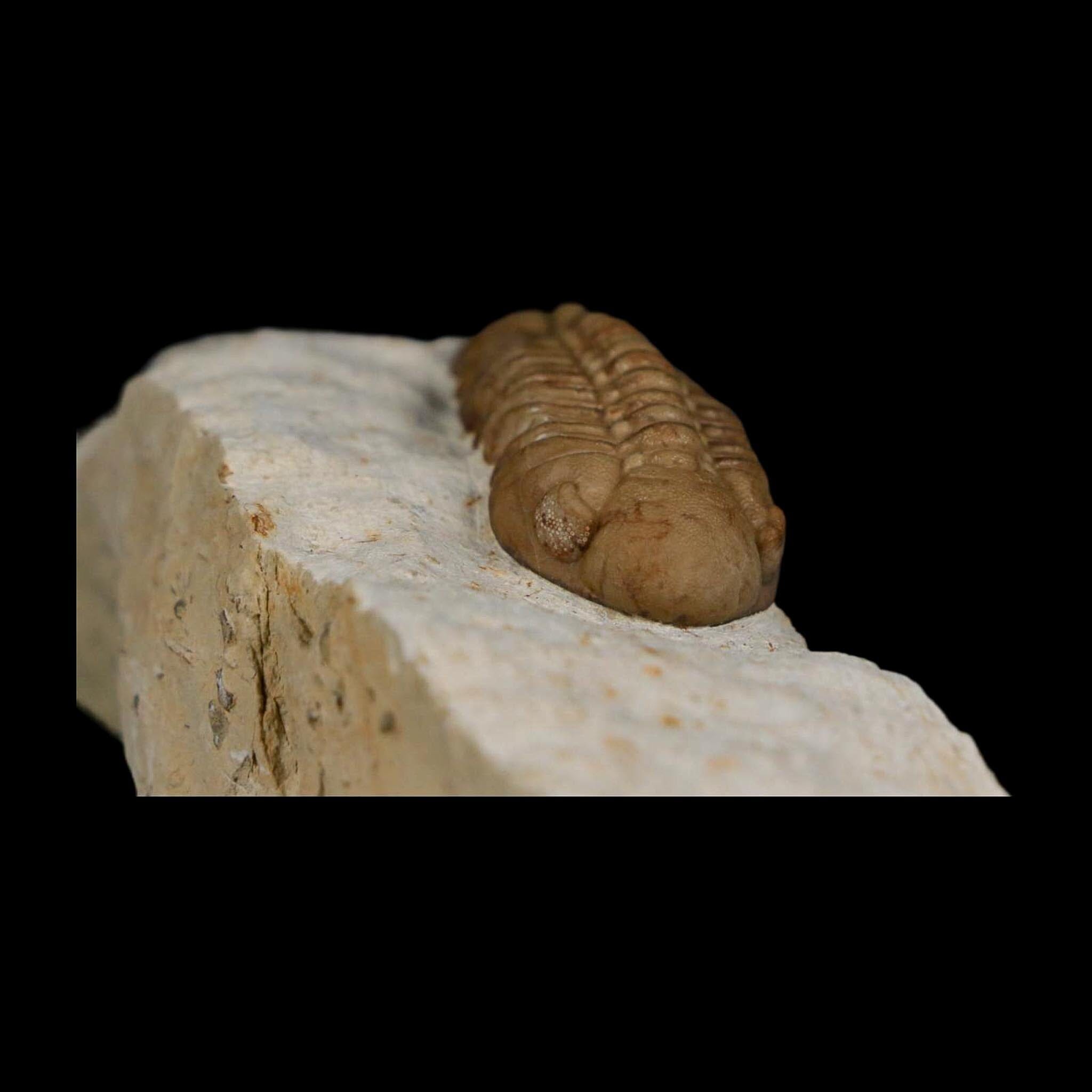 1.7" Kainops Raymodi Trilobite Fossil In Matrix Compound eyes Black Cat Mountain OK - Fossil Age Minerals