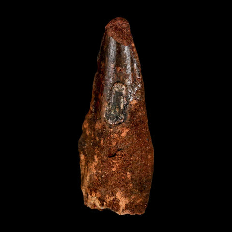 1.8" Spinosaurus Fossil Tooth 100 Million Years Old Cretaceous Dinosaur COA Stand