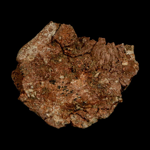 2.3" Dromaeosaurus Raptor Fossil Metatarsal Bone Cretaceous Dinosaur Hell Creek MT COA