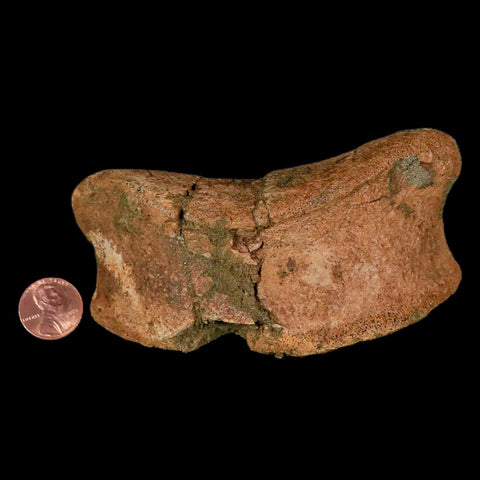 4.3" Edmontosaurus Fossil Toe Bone Lance Creek FM Cretaceous Dinosaur WY COA - Fossil Age Minerals
