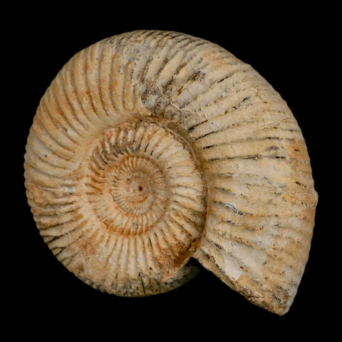 87MM Perisphinctes Ammonite Fossil Nautilus Madagascar Jurassic Age COA - Fossil Age Minerals