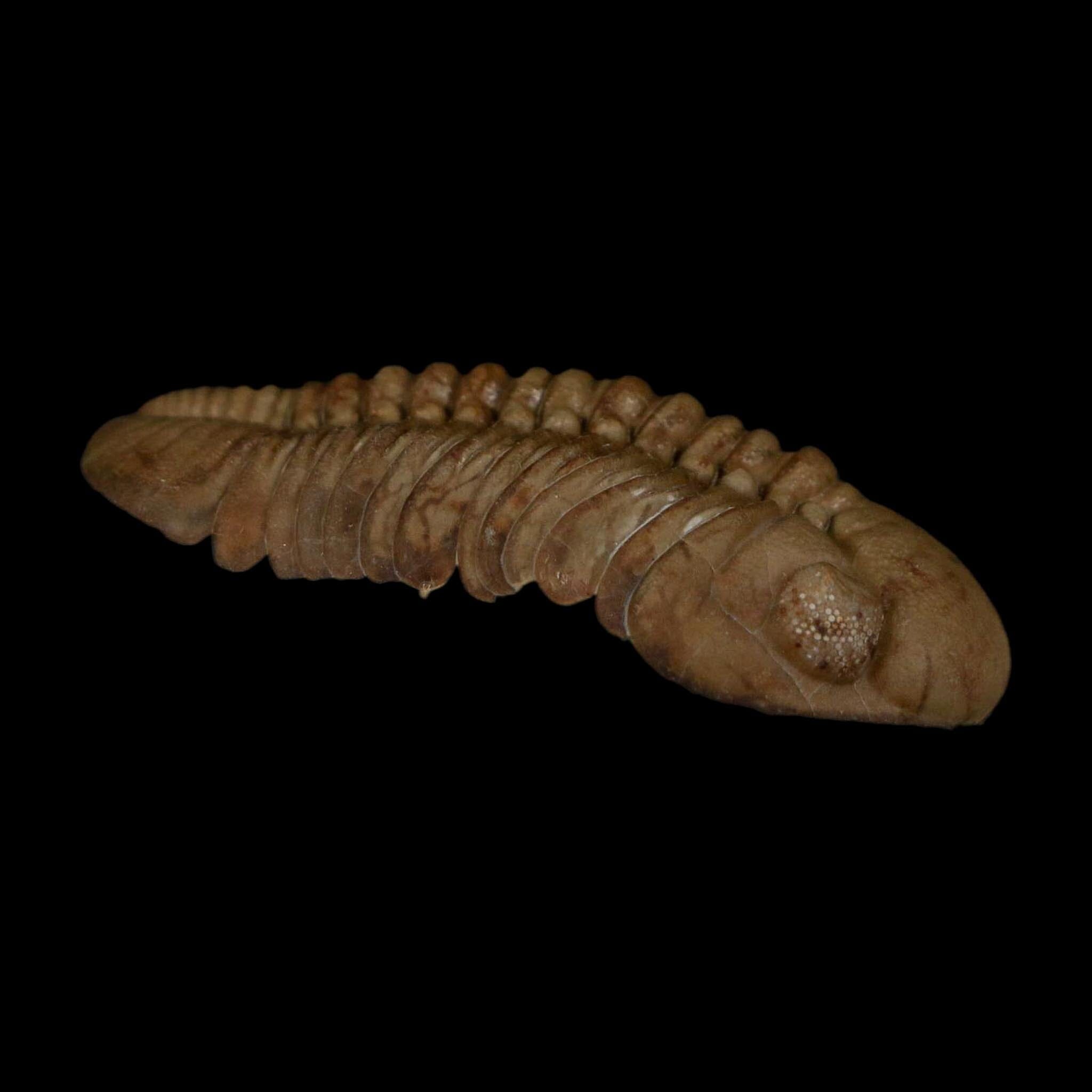 1.7" Kainops Raymodi Trilobite Fossil In Matrix Compound eyes Black Cat Mountain OK - Fossil Age Minerals