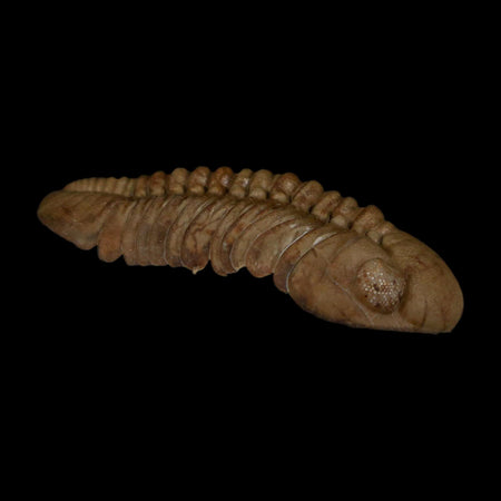 1.7" Kainops Raymodi Trilobite Fossil In Matrix Compound eyes Black Cat Mountain OK