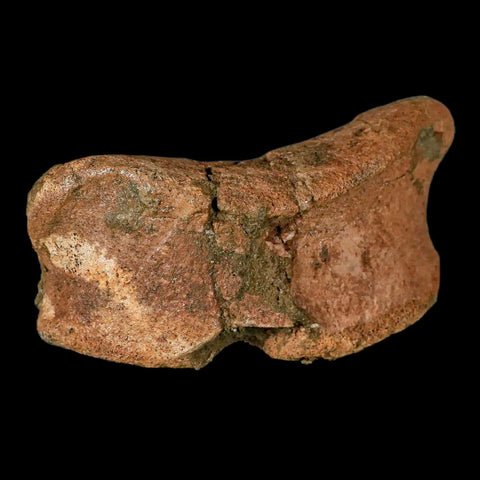 4.3" Edmontosaurus Fossil Toe Bone Lance Creek FM Cretaceous Dinosaur WY COA - Fossil Age Minerals