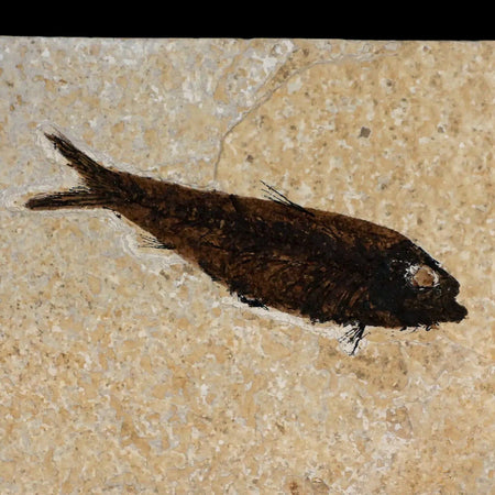 XL 4.4" Knightia Eocaena Fossil Fish Green River FM WY Eocene Age COA & Stand
