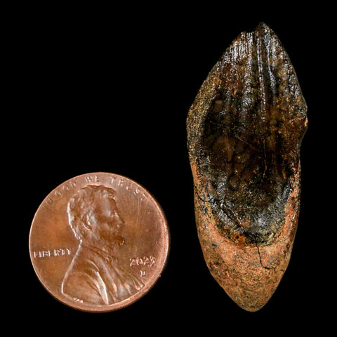 XXL 1.6" Triceratops Fossil Crown Tooth Hell Creek FM Cretaceous Dinosaur MT COA - Fossil Age Minerals