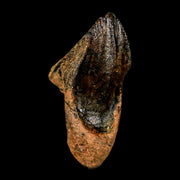 XXL 1.6" Triceratops Fossil Crown Tooth Hell Creek FM Cretaceous Dinosaur MT COA