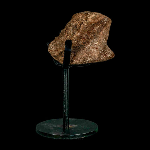 2.1" Dromaeosaurus Raptor Fossil Vertebrae Bone Cretaceous Dinosaur Hell Creek MT COA