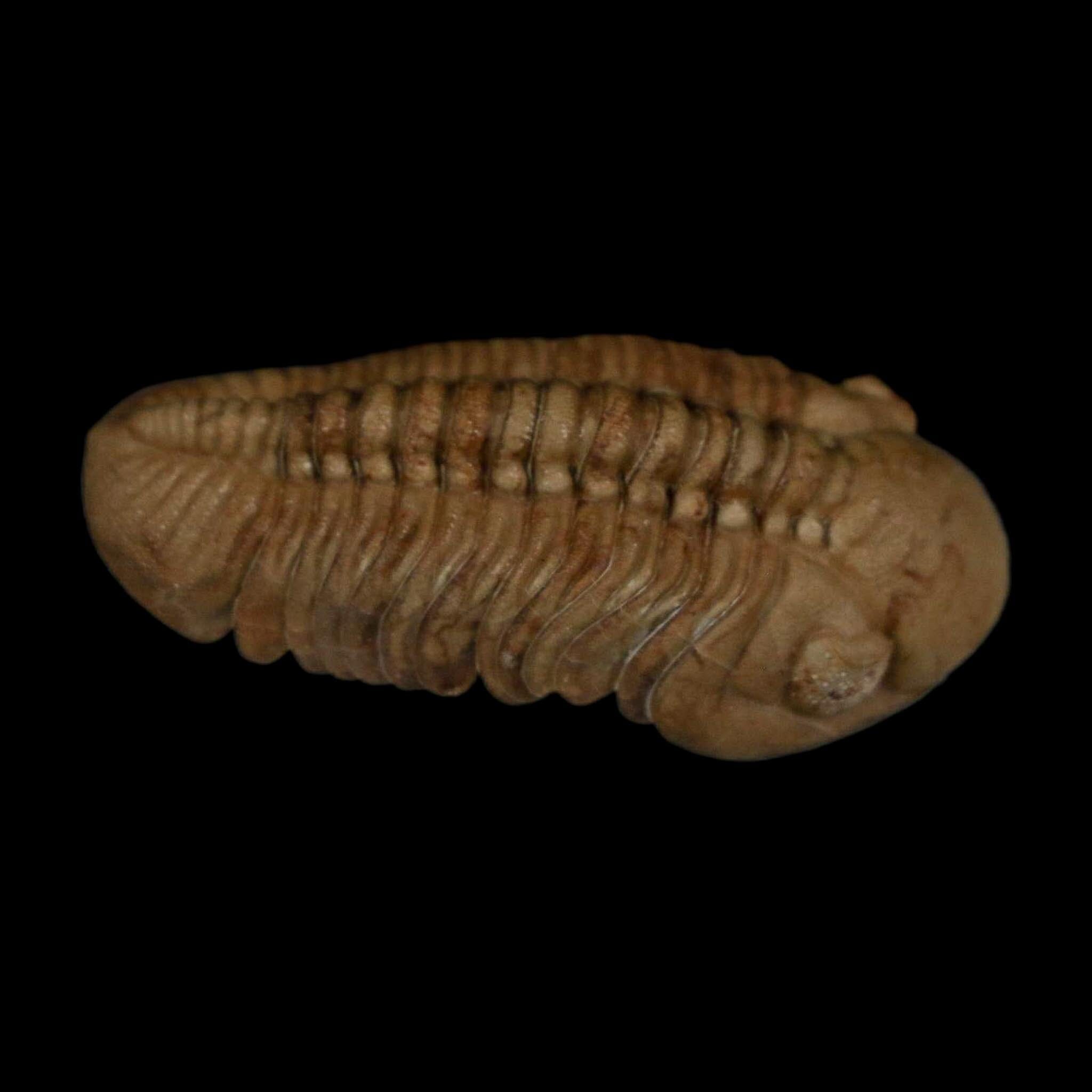 1.7" Kainops Raymodi Trilobite Fossil In Matrix Compound eyes Black Cat Mountain OK - Fossil Age Minerals