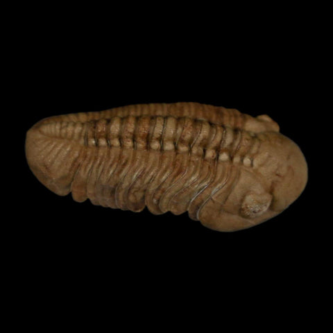 1.7" Kainops Raymodi Trilobite Fossil In Matrix Compound eyes Black Cat Mountain OK